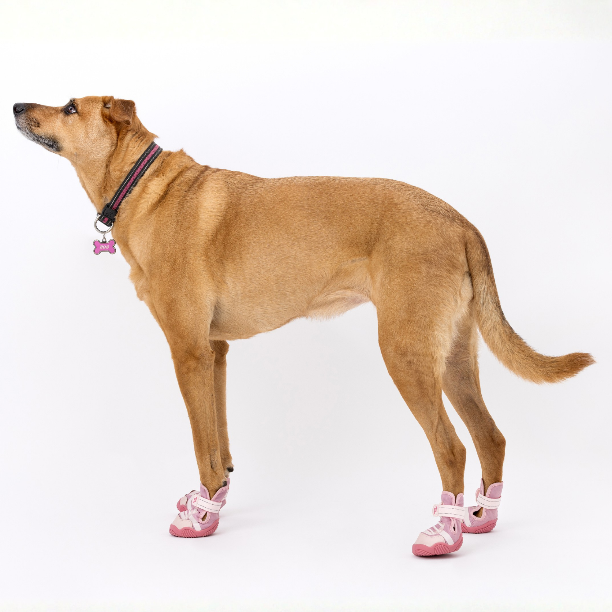 The Kai- Dog Shoes