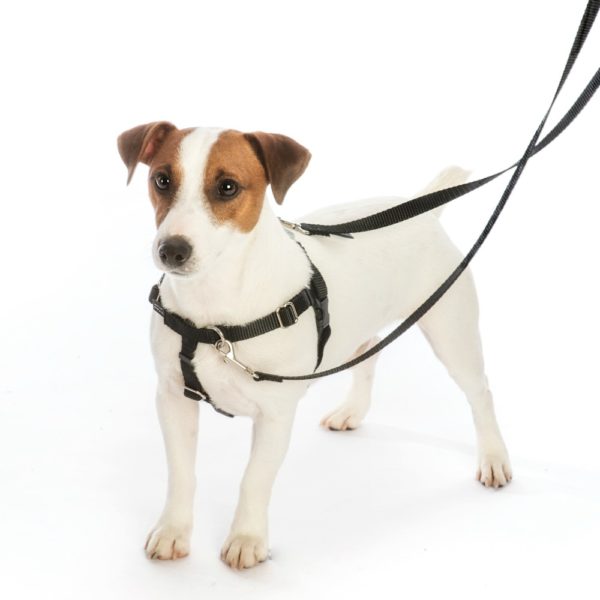 Sharky Party Freedom No-Pull Dog Harness – EarthStyle